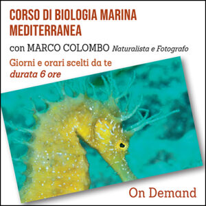 Corso di Biologia Marina Mediterranea