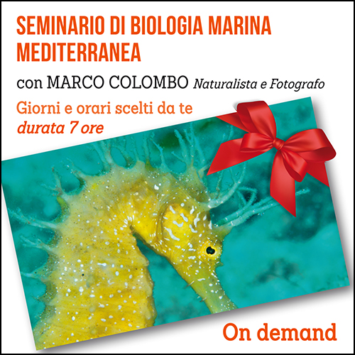 buono_regalo_biologia_marina_medit_500x500pixel