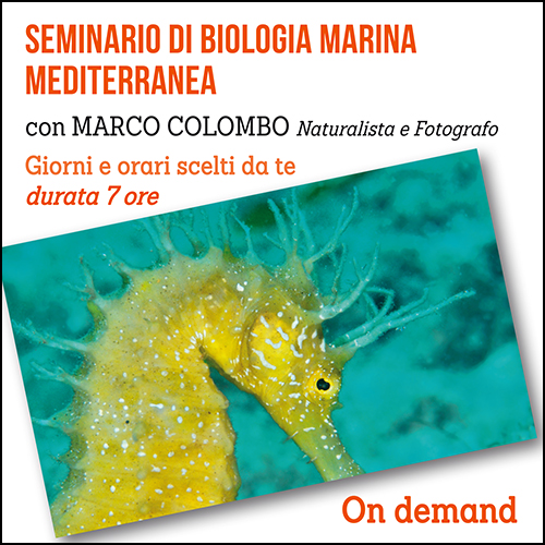 shop_biologia_marina_medit_500x500pixel