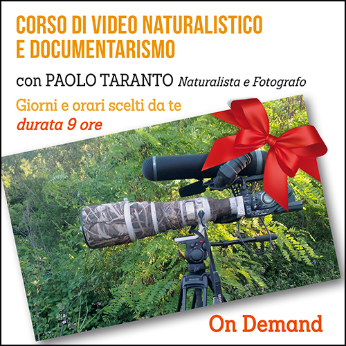 buono_regalo_corso_documentarismo_naturalistico_500x500pixel