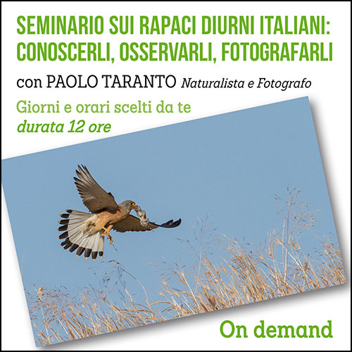 shop_rapaci_diurni_italianii_500x500pixel