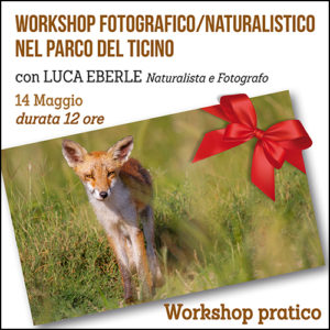 Workshop fotografico/naturalistico nel Parco del Ticino