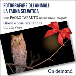 Corso Fotografare gli animali: la fauna selvatica