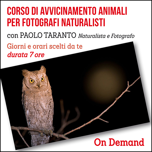 shop_corso_avvicinamento_animali_500x500pixel
