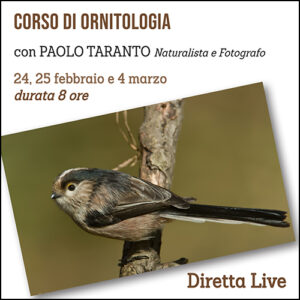 Corso di Ornitologia