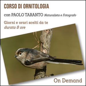 Corso di Ornitologia
