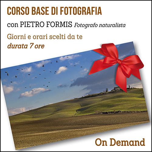 buono_regalo_corso_base_formis_on_demand_500x500pixel