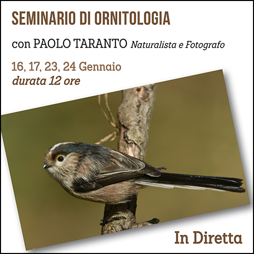 shop_ornitologia_500x500pixel