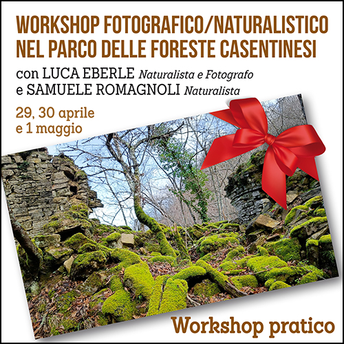 buono_regalo_workshop_foreste_casentinesi_500x500_pixel