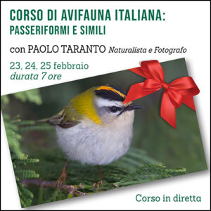 Avifauna italiana: Passeriformi e simili