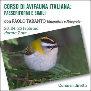 Avifauna italiana: Passeriformi e simili