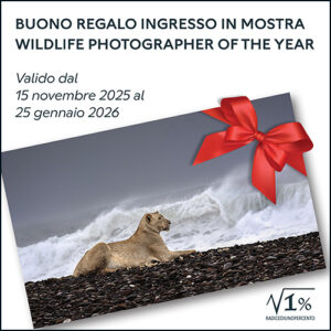 Buono regalo ingresso in mostra 2025-26
