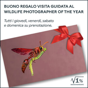 Buono regalo Ingresso + Visita guidata alla mostra 2025-26