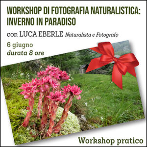 Workshop di fotografia naturalistica: gennaio in Paradiso (Valnontey)