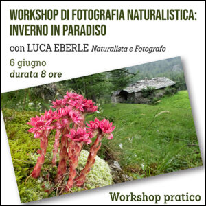 Workshop di fotografia naturalistica: primavera in Paradiso (Valnontey)