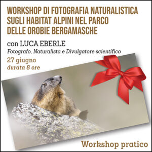 Workshop di fotografia naturalistica, gli Habitat alpini delle Orobie Bergamasche