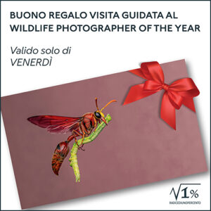 Buono regalo Visita guidata