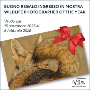 Buono regalo ingresso in mostra 2025-26