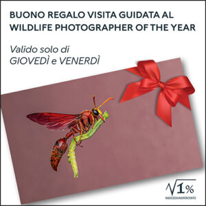 Buono regalo Visita guidata GIOVEDÍ e VENERDÍ