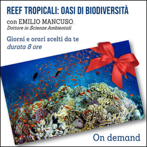 Corso sui Reef tropicali: oasi di biodiversità