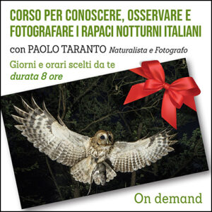 Corso per conoscere, osservare e fotografare i rapaci notturni