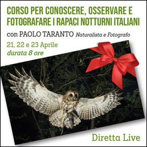 Corso per conoscere, osservare e fotografare i rapaci notturni
