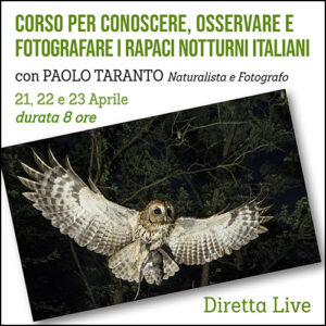 Corso per conoscere, osservare e fotografare i rapaci notturni