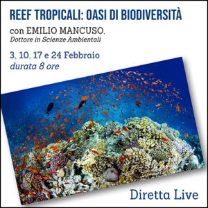 Corso sui Reef tropicali: oasi di biodiversità