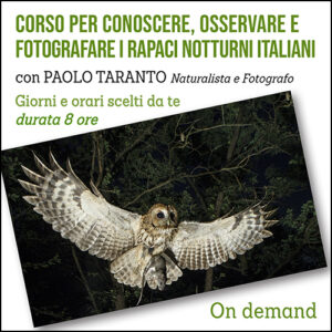Corso per conoscere, osservare e fotografare i rapaci notturni