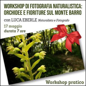 Workshop di fotografia naturalistica, orchidee e fioriture sul monte Barro