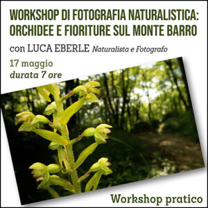 Workshop di fotografia naturalistica, orchidee e fioriture sul monte Barro
