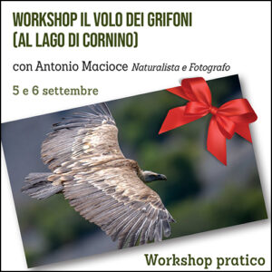 Workshop il volo dei Grifoni (al lago di Cornino)