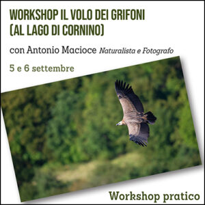 Workshop il volo dei Grifoni (al lago di Cornino)