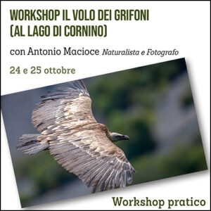 Workshop il volo dei Grifoni (al lago di Cornino)