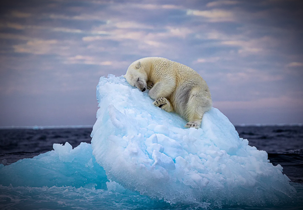 Carosello foto - Orso polare