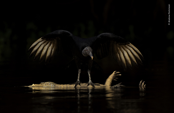 Black vulture Coragyps atratus Yacare caiman Caiman yacareAn adult scavenging on a dead caiman that was very likely killed by boatstrike from a tourist boatNorthern Pantanal, Brazil