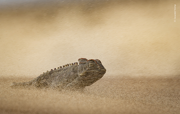 The Namib desert is one of the most extreme environments on earth, with a complete lack of surface water and temperatures exceeding 45C in the daytime. Despite this, life is abundant of you know where to look. Sandstorms are frequent, with wind blowing down from inland mountains that stir up fine sediment and particles. A Namaqua chameleon has to endure the sting of pebbles blowing against its skin while we were lucky enough to escape to the relative comfort of our 4x4