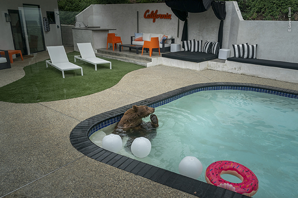 A black bear cools off by taking a dip in a backyard swimming pool behind a home nestled against the San Gabriel Mountains in Monrovia, Calif., on May 25, 2024. Black bears frequent the residential neighborhoods of the area, where peaceful coexistence bet