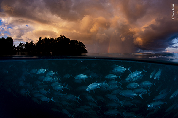A school of bigeye trevally (Caranx sexfasciatus) swimming just off the beach at dawn as a storm approaches D'Arros Island, Seychelles.