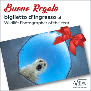 Buono regalo ingresso in mostra 2026-27