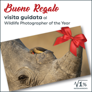 Buono regalo Visita guidata