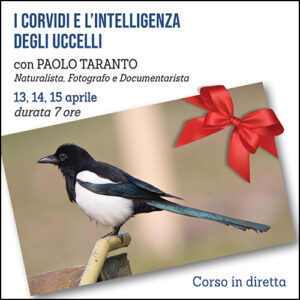 Corso sui corvidi e l'intelligenza degli uccelli