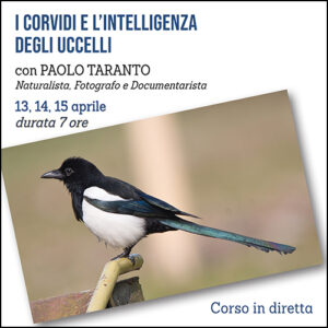 Corso sui corvidi e l'intelligenza degli uccelli