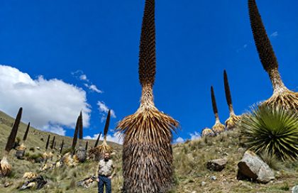 420 x 272 pixel Nicola Messina