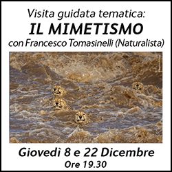 Banner Mimetismo (Tomasinelli) 250x250 pixel