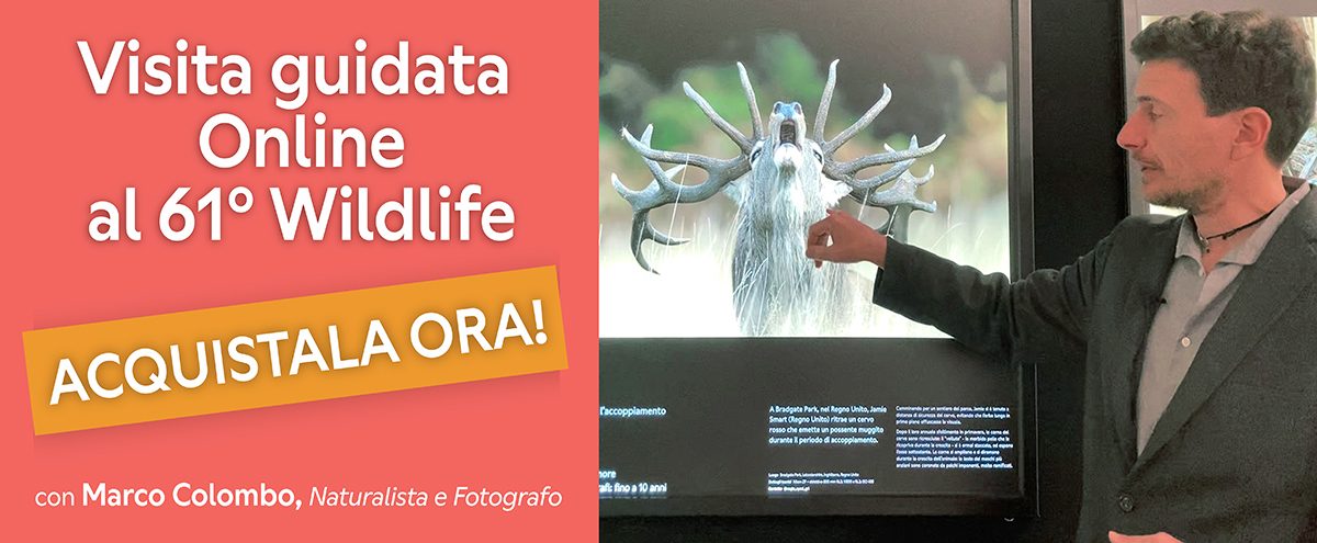 Banner Visita guidata Online acquistala ora orizzontale 1200x495