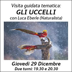 Banner newsletter Uccellii (Eberle) 250x250 pixel