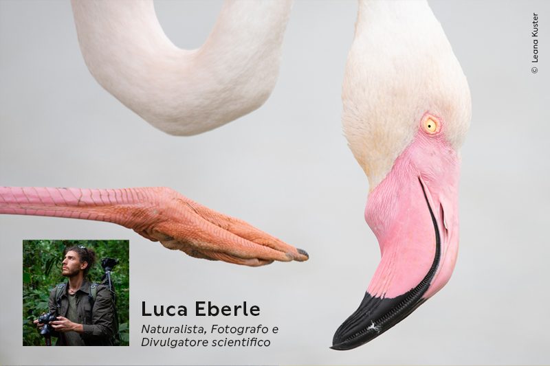 Banner per Visita guidata sugli Uccelli - Luca Eberle ok