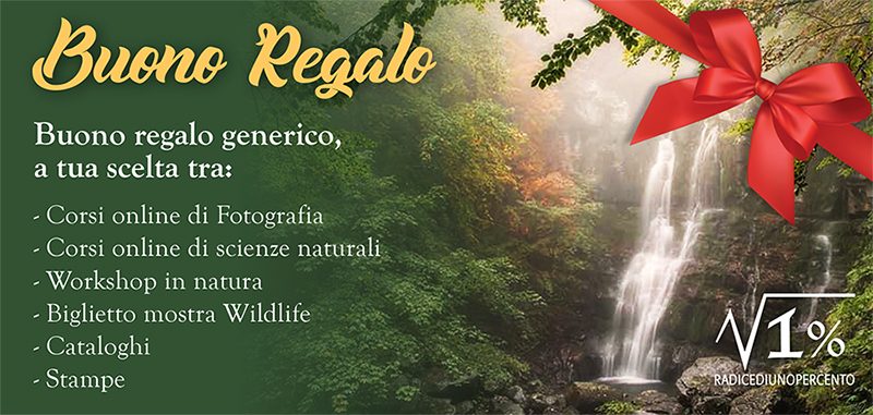 Buono regalo immagine per sito 800x381 pixel