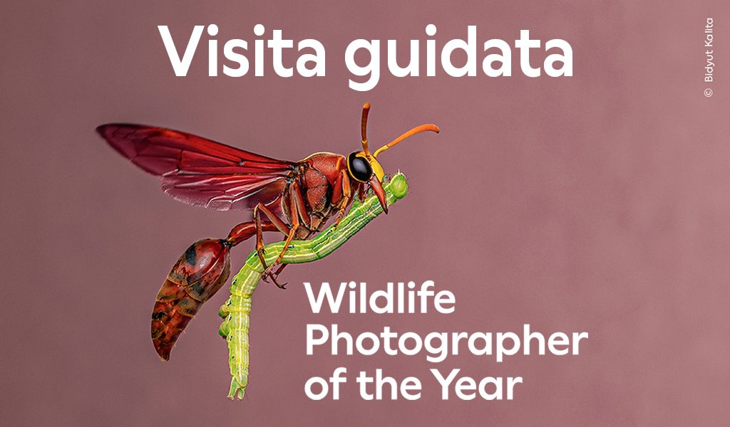 Cover Homepage Visita guidata 1024x600 pixel